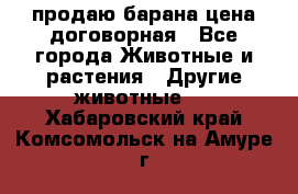 продаю барана цена договорная - Все города Животные и растения » Другие животные   . Хабаровский край,Комсомольск-на-Амуре г.